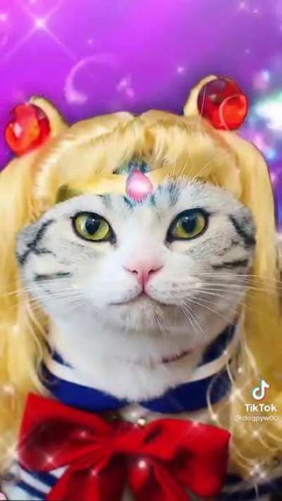 Thanks, I love Sailor Meow