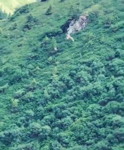 Raptor drops prey while in flight, wheels and catches it