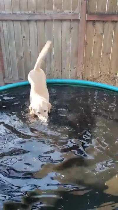 HeLL HoUNd dRoWNs IN PoOl oF ACiD