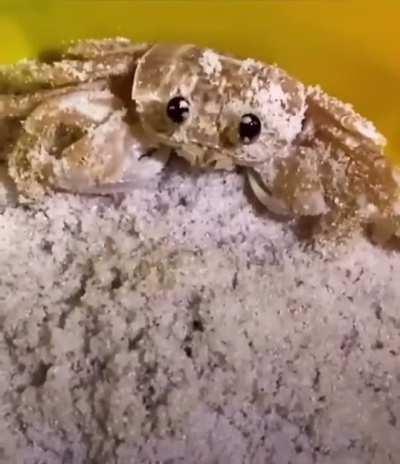 Cutest crab ever