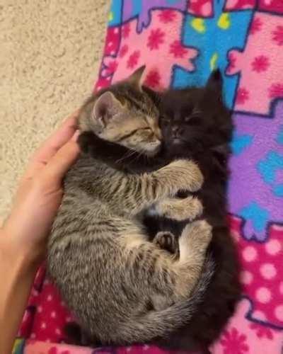 Snuggle sleeps