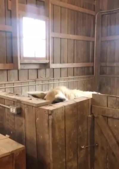 good morning fluffy pigs