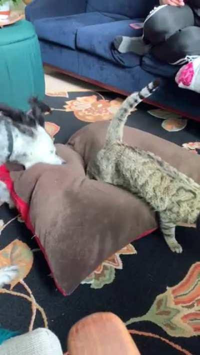 My cat for stealing the dogs bed then the dog for taking it back.