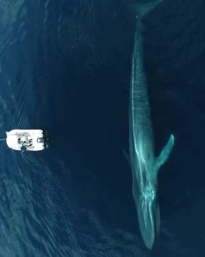 The majestic blue whale.