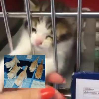 silly little cats on a silly little video (mine)