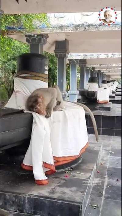 Animals comfortably roaming/living in temple arena, a common sight in some temples.