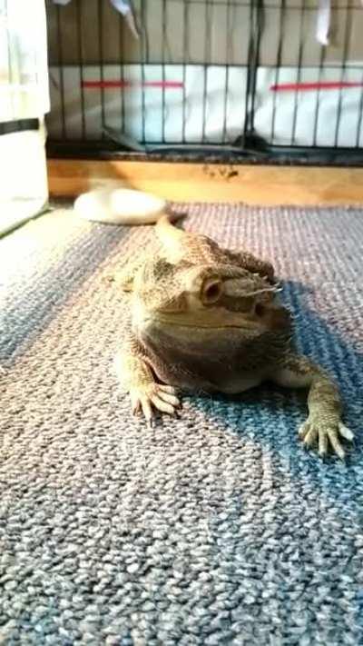 My boy has mobility issues that make it inpossinble for him to eat out of his bowl. Luckily we figured out other way!