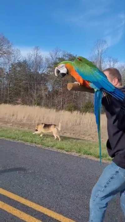 Taking our macaw for a walk