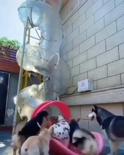 It's raining dogs and a human