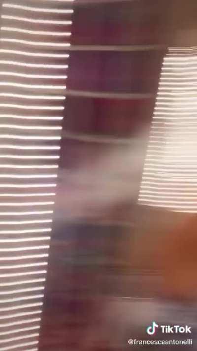 Sabby is mega breeding material