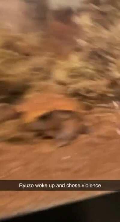 I accidentally woke him up while cleaning his terrarium and he got very upset