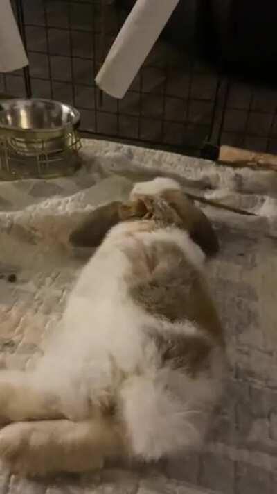 New baby is getting comfy at my house. Flopped right in front of me ;-;