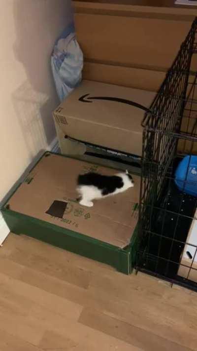 Gave the kittens a multi level play area.