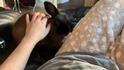 My rescue babies use to be so scared of everything when we got them 2 and a bit years ago! They’ve come so far 💗💗✨ having them up on the couch for more than 10 seconds is so rare but welcomed 💗✨