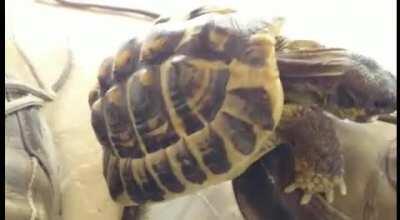 This is sneaky pete. He's very friendly with me shoe (Sound on)