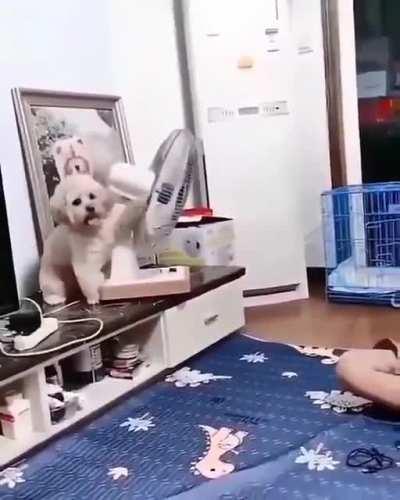 Dog is not playing...he needs some air!!