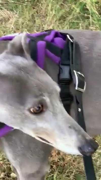 Molly makes me question the term “sight hound”