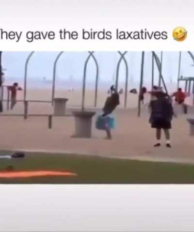 Dudes giving birds laxatives