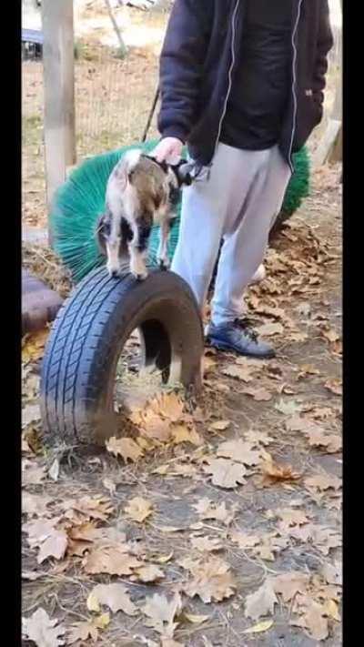 Pepper, Tira and Meri playing in the big goat pen!