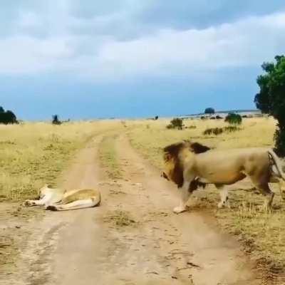 Lion prank