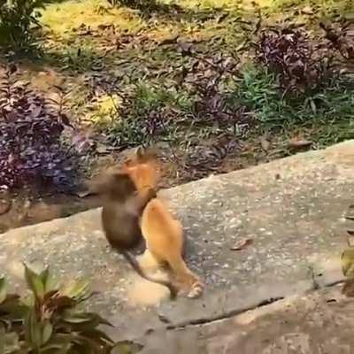 Kitten and monkey are becoming buddies