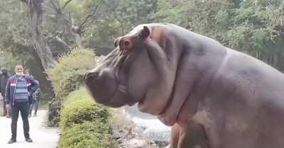 Hippo trying to escape gets slapped by security guard.