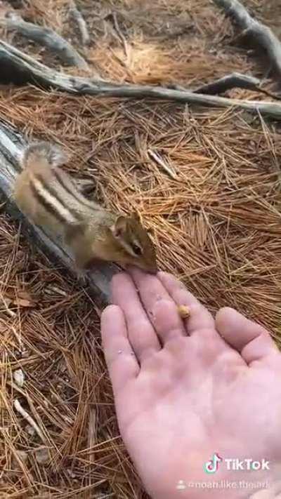 Chadmunk the chad of chipmunks, he has not got a taste for human blood