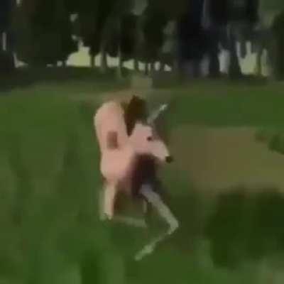 Deer dance lol
