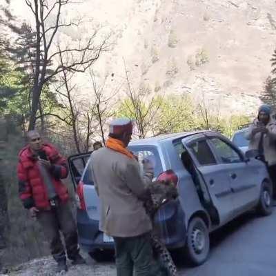Leopard playing with humans in Kullu, HP