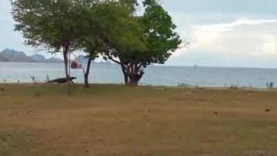 Komodo dragon chasing a deer