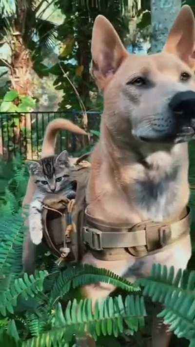 Holstered tactical assault unit