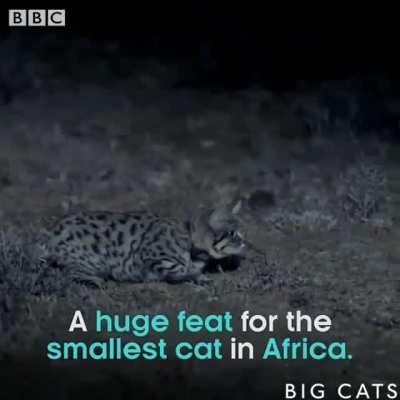 🔥 Adorably deadly Black-footed Cats 🔥