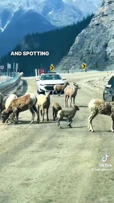 Son takes mom to same road trips she went on as a kid