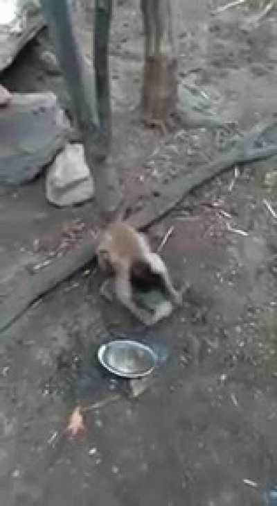 Monke has achieved iron age