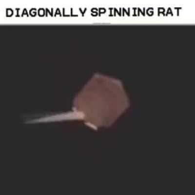rat