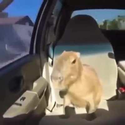 Capybara in the whip