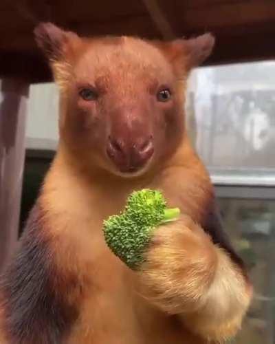 Это не 3D! Это реальная зверюга - древесный кенгуру!