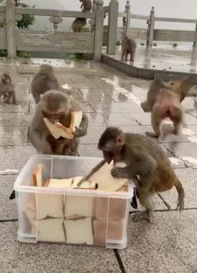 A Glorious Monkey Feast