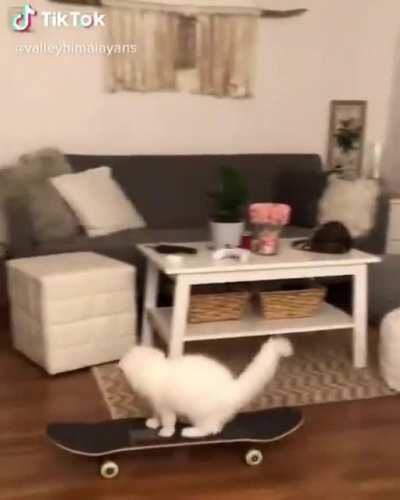 Pro skater catto!
