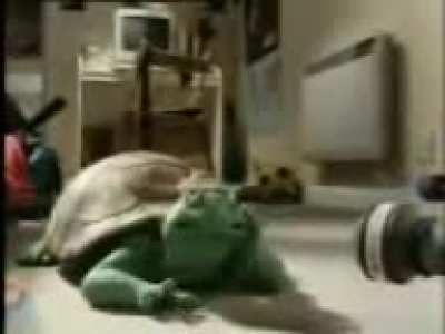 FONNI TORTLE HAVE BIG YES