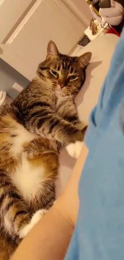 Baldr can't decide if he wants to cuddle with me or murder me