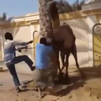 WCGW while trying to tie a camel.