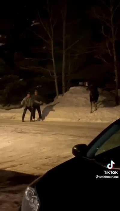 Moose attacks NOT without warning.