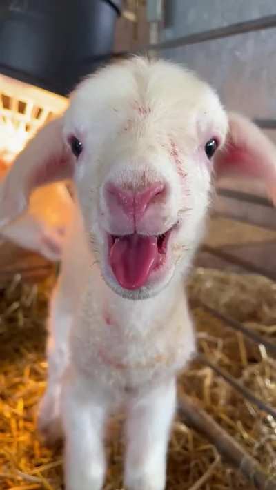 newborn lamb is ready to party!