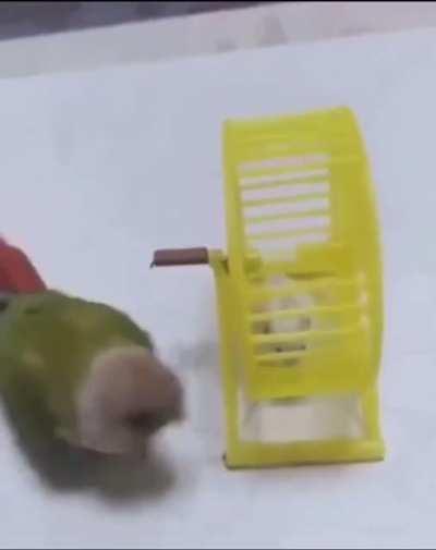 Fuck you little hamster!