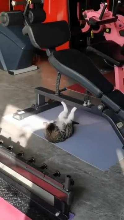 i love you crossfitter kitten i love you.