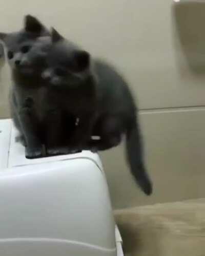 Synchronized Kittens