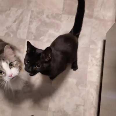 "Feed me NOW, human"