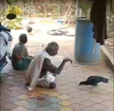 HMRB while I catch this chicken!