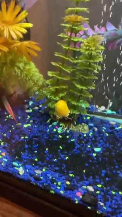 I was told to post this here. My snails like to climb as high as possible and sail down to the bottom.